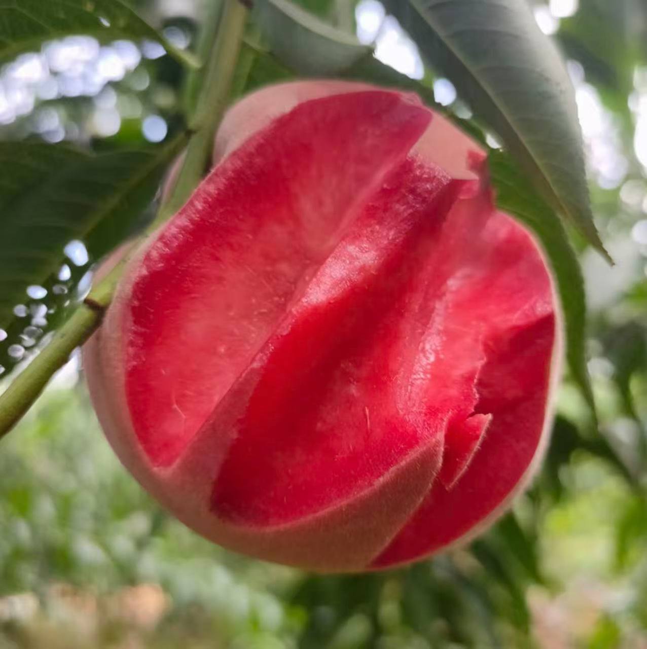 Chinese Blood Peach. Never tried? 24‑hour cold delivery. 100% guarantee on damaged fruit