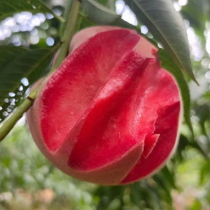 Chinese Blood Peach. Never tried? 24‑hour cold delivery. 100% guarantee on damaged fruit
