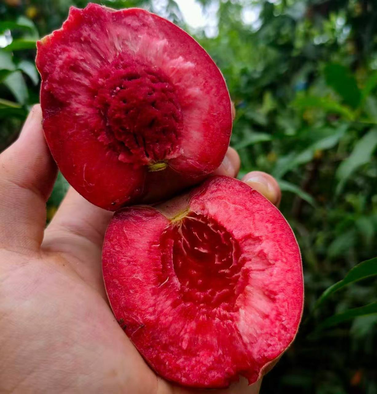 Chinese Blood Peach. Never tried? 24‑hour cold delivery. 100% guarantee on damaged fruit