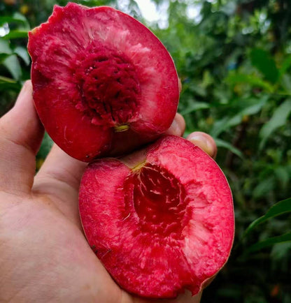 Chinese Blood Peach. Never tried? 24‑hour cold delivery. 100% guarantee on damaged fruit